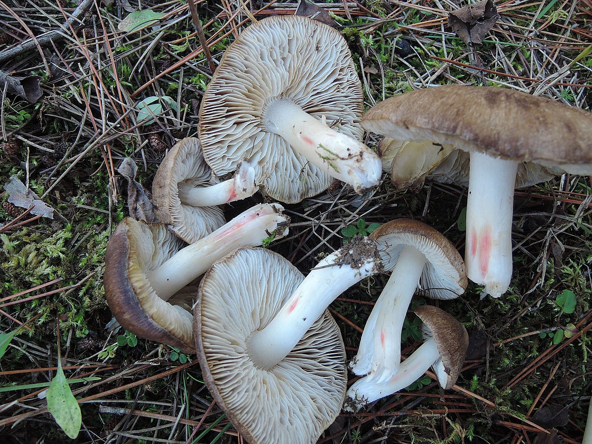 Рядовка краснеющая Tricholoma orirubens