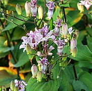 Tricyrtis formosana (Formosa Toad Lily), flowers