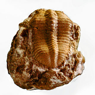 <i>Metacalymene</i> genus of trilobites (fossil)