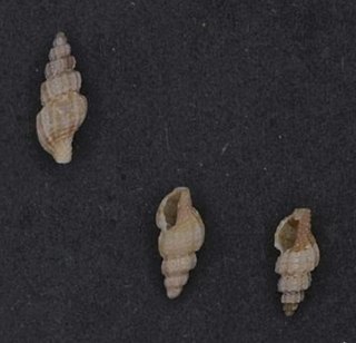 <i>Tritonoturris capensis</i> Species of gastropod