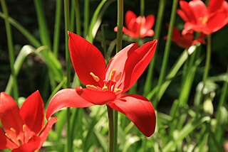 <i>Tulipa sprengeri</i> Species of flowering plant