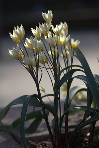 <i>Tulipa bifloriformis</i> Species of plant in the genus Tulipa