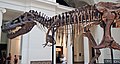Tyrannosaurus rex (theropod dinosaur) (Hell Creek Formation, Upper Cretaceous; near Faith, South Dakota, USA) 52.jpg