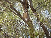 Barn Owl on Angas Downs IPA, NT