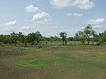 Savanna scenery with green grass