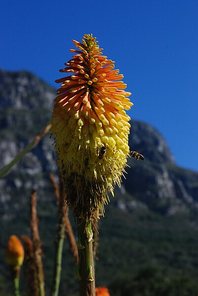 File:Unbekannte Pflanze, Kirstenbosch National Botanic Garden, Kapstadt, Südafrika.jpg