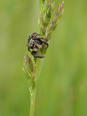 Jumping Spider (Salticidae)