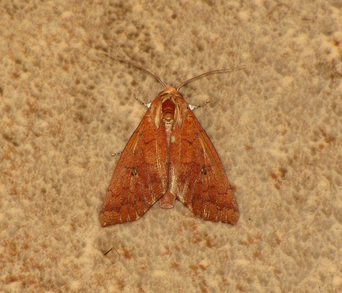 File:Unidentified moth 6549.jpg