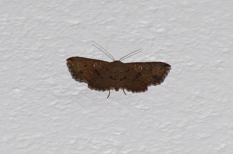 File:Unidentified moth 6824.JPG