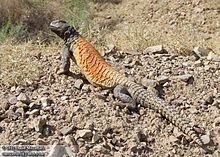 Uromastyx asmussi.jpeg