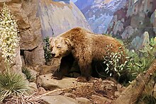 Ursus arctos californicus, Santa Barbara, Tabiat tarixi muzeyi.jpg