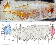 Utaurora comosa KUMIP 314087.jpg