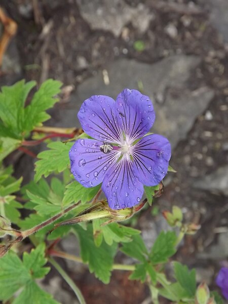 File:Valley of flowers National Park 19.JPG