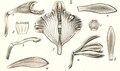 Vanilla sumatrana tab 06 fig. II in: Johannes Jacobus Smith: Icones Orchidacearum Malayensium I (1930) (Detail)