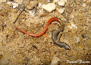 <i>Vanzosaura rubricauda</i> Species of lizard