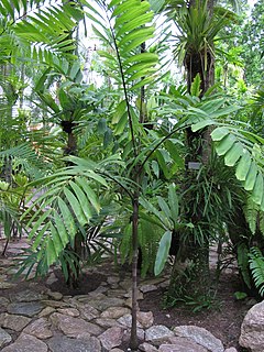 <i>Veitchia vitiensis</i> Species of palm