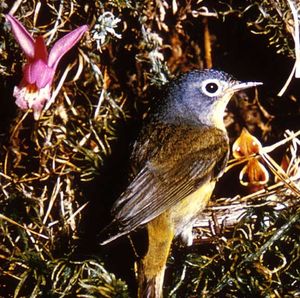 Ruby-Spotted Warbler (Vermivora ruficapilla)