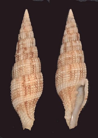 <i>Vexillum takakuwai</i> Species of gastropod
