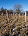 * Nomination Rows of vines in Chateaux Luna vinyard in Lysekil, Sweden. --W.carter 20:37, 29 March 2017 (UTC) * Promotion  Support Good quality. --XRay 17:41, 30 March 2017 (UTC)