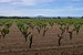 Vineyard, Pinet, Hérault 04.jpg