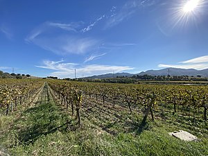 Vinyes Alt Penedès