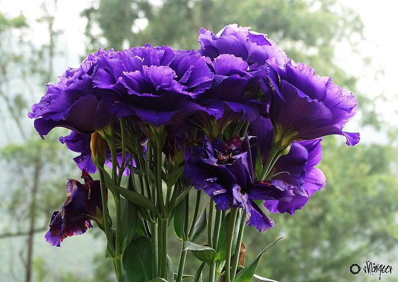 File:Violet Flower.JPG