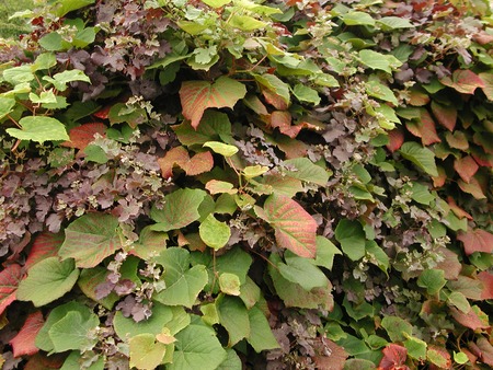 Vitis_coignetiae