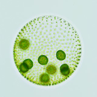 <span class="mw-page-title-main">Volvocaceae</span> Family of algae