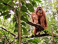 In der Natur bleiben Orang-Utans immer auf Bäumen.