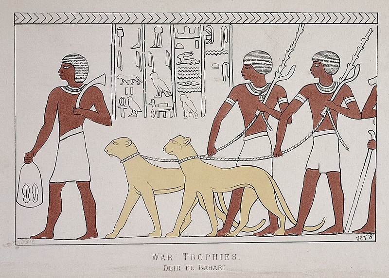 File:War trophies Deir el Bahari Wellcome L0027402.jpg