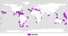 Distribución templada-cálida del género Spongia.png