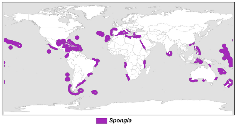 File:Warm-temperate distribution of the genus Spongia.png