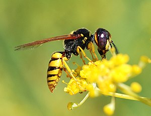 Бивулк (Philanthus triangulum)