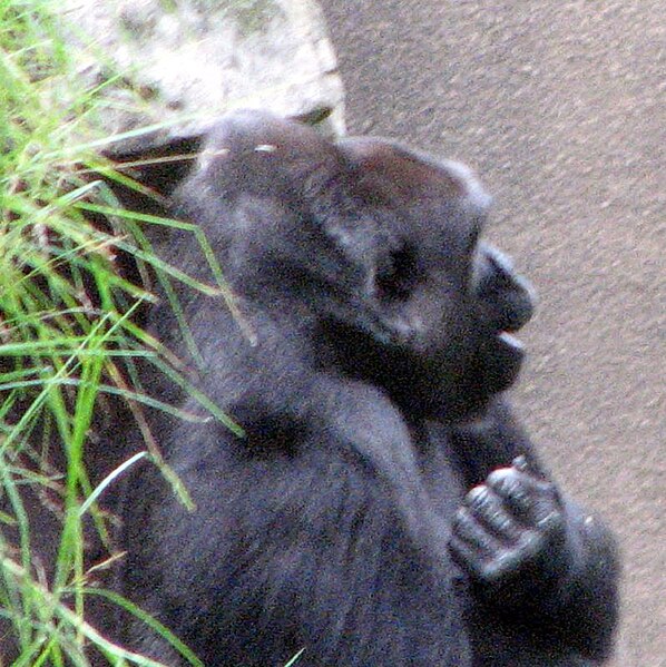 File:Western Lowland Gorilla (1807428300).jpg