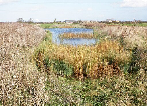 Wetland 'scrape' at Steart Marsh - geograph.org.uk - 4230518