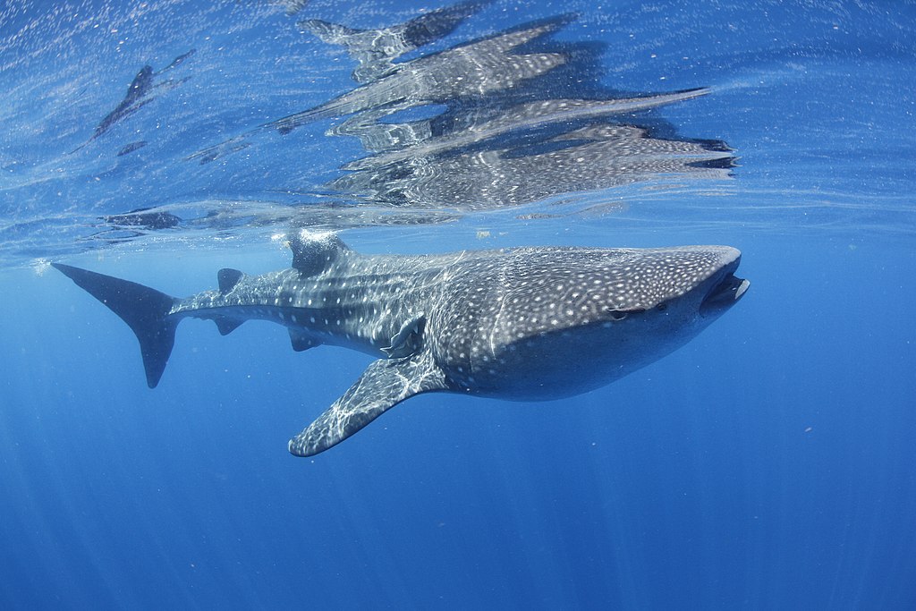 Whale shark at Isla Mujeres