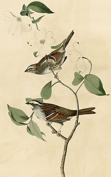 File:White-throated Sparrow.jpg