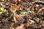 Thumbnail for File:White Throated Sparrow Eating Seeds.jpg