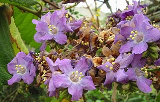 <i>Wigandia</i> Genus of flowering plants