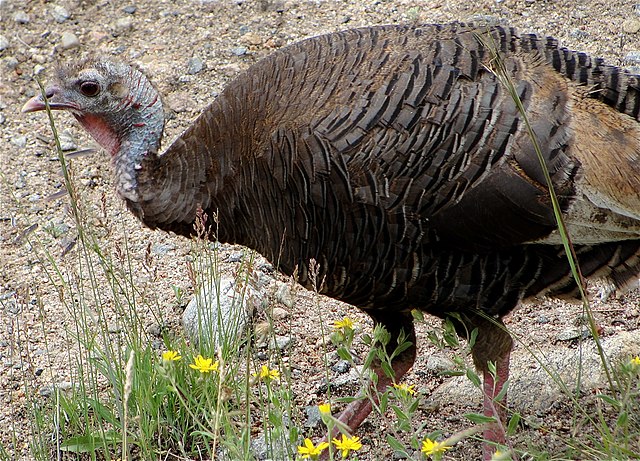 Filewild Turkey Rocky Mountain National Park Usa Wikimedia Commons