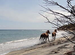 Wild horses on Playa Negra