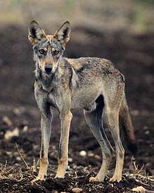 A sub-adult male wolf at Solapur (Maharashtra) Wolf 9.jpg