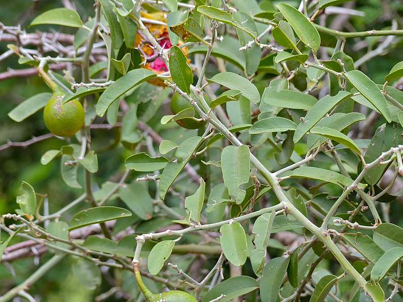 File:Woolly Caper Bush (Capparis tomentosa) leaves (12819001034).jpg