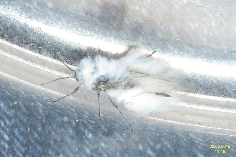 File:Woolly aphid (NMnM) (28468787185).jpg