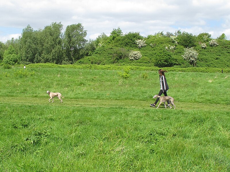 File:Wormwood Scrubs with dog walker - geograph.org.uk - 4479457.jpg