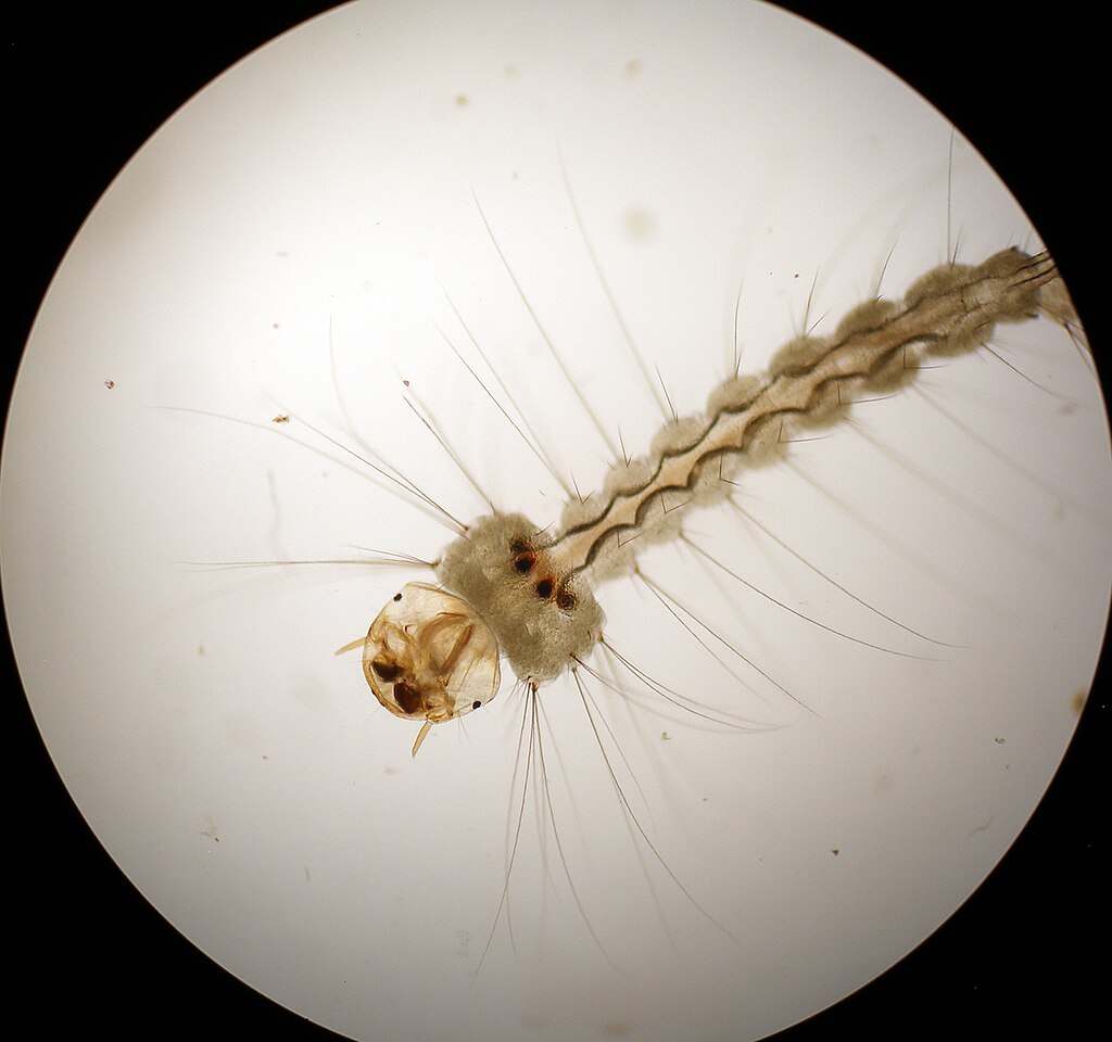 A photo from a microscope of a long microorganism with hairlike structures.