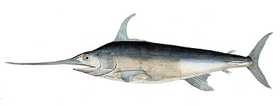 Xiphias gladius (Schwertfisch)