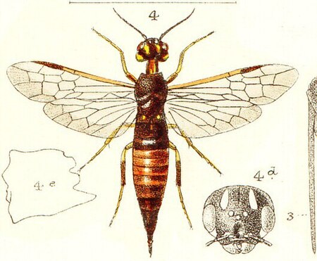 Xiphydria prolongata.jpg