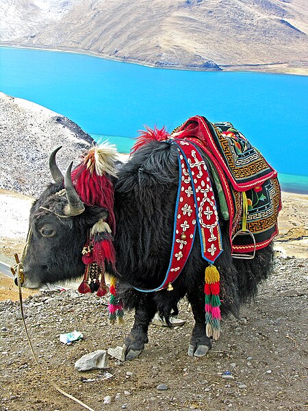 Tập tin:Yak in Tibet-2.jpg