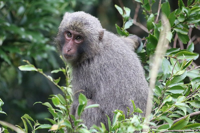 File:Yakushima macaque on a branch.jpg